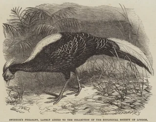 Swinhoes Fasan, kürzlich zur Sammlung der Zoologischen Gesellschaft von London hinzugefügt